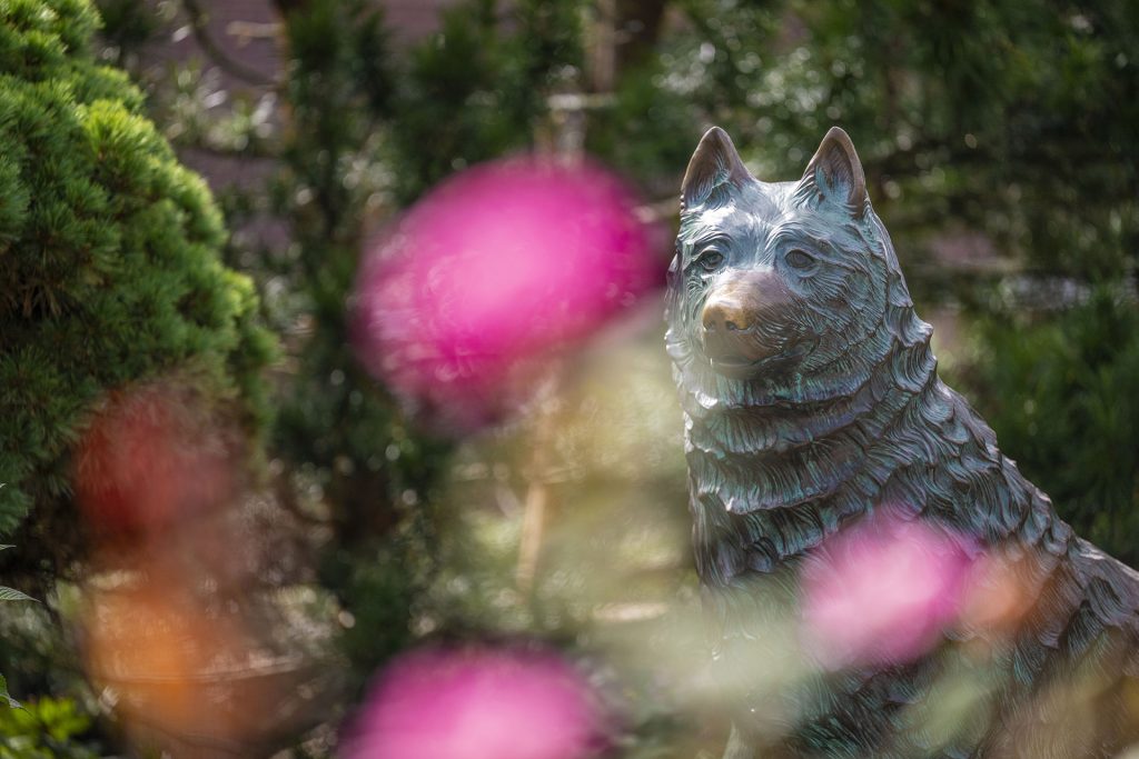Jonathan the Husky statue surounded by pink flowers.